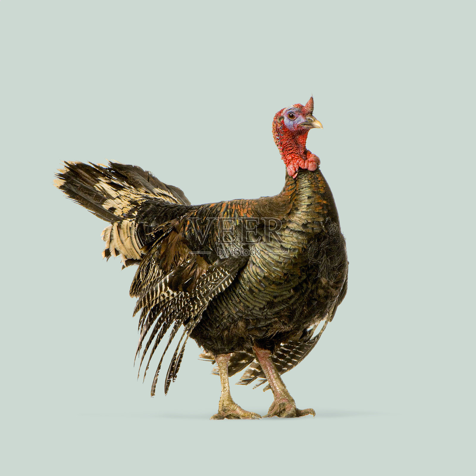 一只羽毛色彩斑斓的火鸡在浅绿色背景上行走照片摄影图片