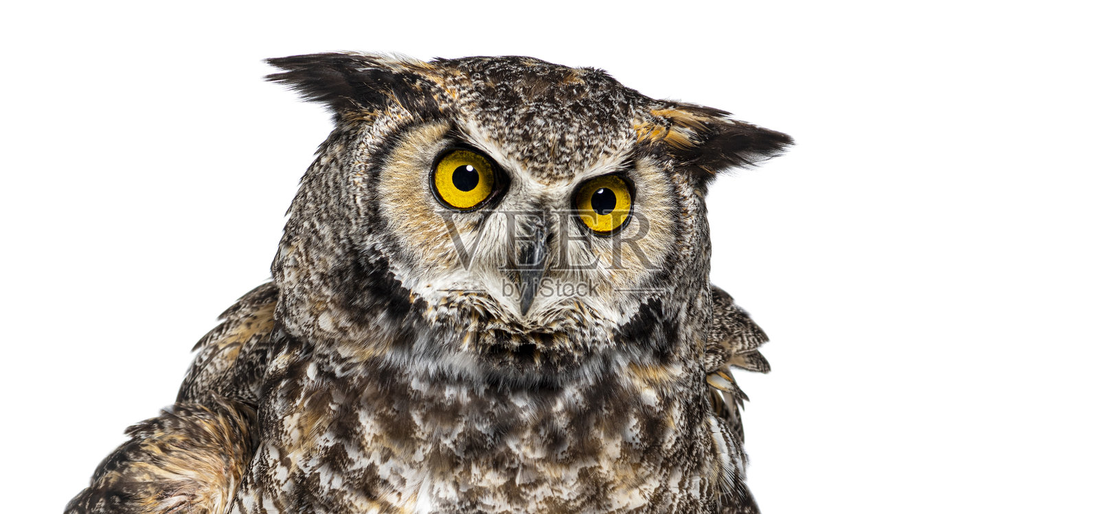 特写镜头下的伟大角鸮，炯炯有神的黄色眼睛，背景为白色。照片摄影图片