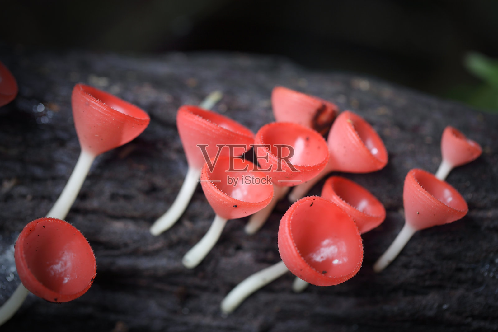 森林环境中生长的鲜艳红色蘑菇在树干上照片摄影图片