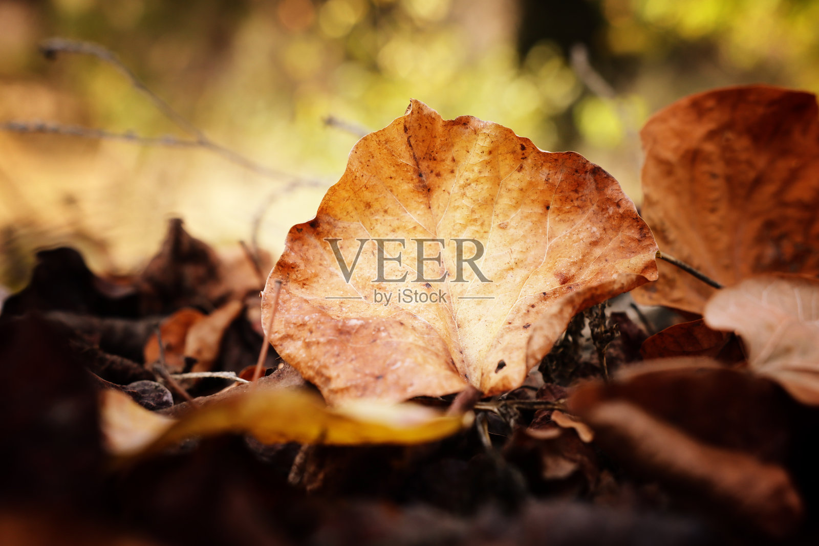 森林中的秋叶照片摄影图片