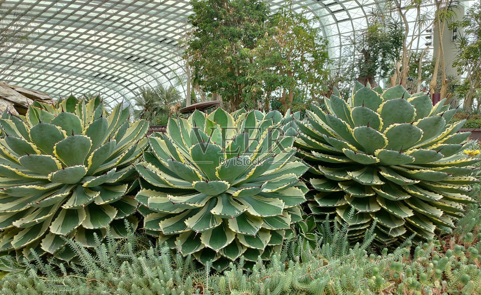 龙舌兰属植物（Agave potatorum）的特写照片照片摄影图片