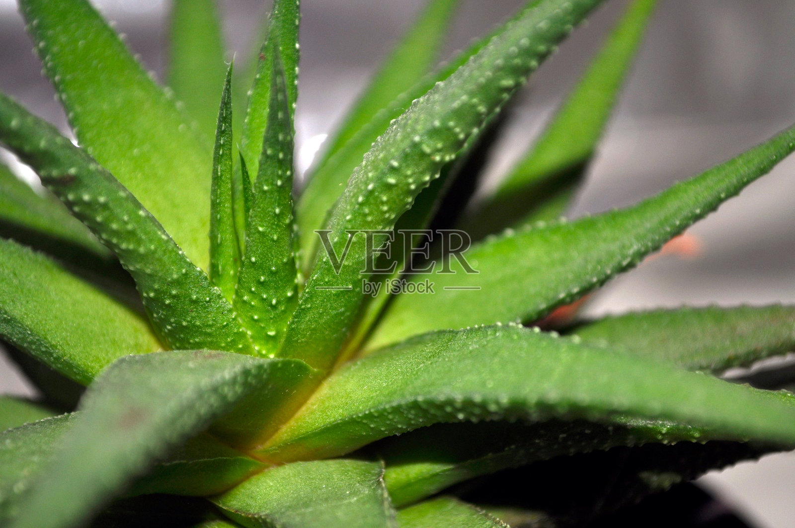 全屏绿色多肉植物虎皮兰的叶子照片摄影图片