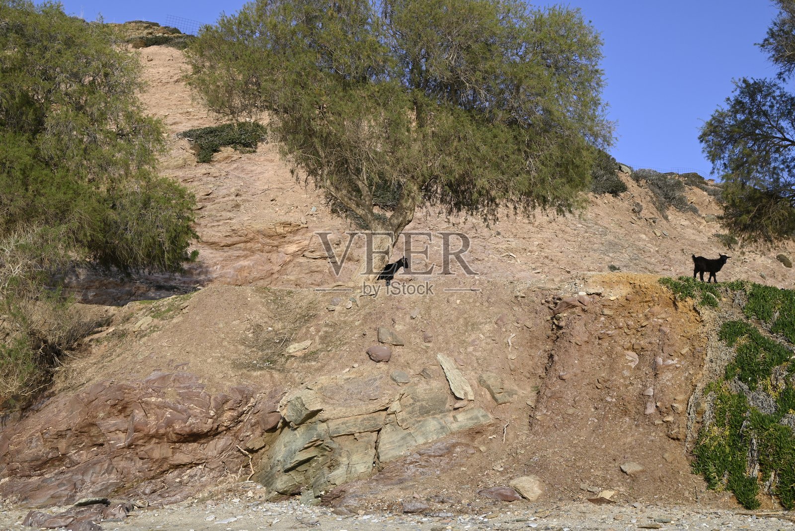 克里特山羊单独和成群照片摄影图片