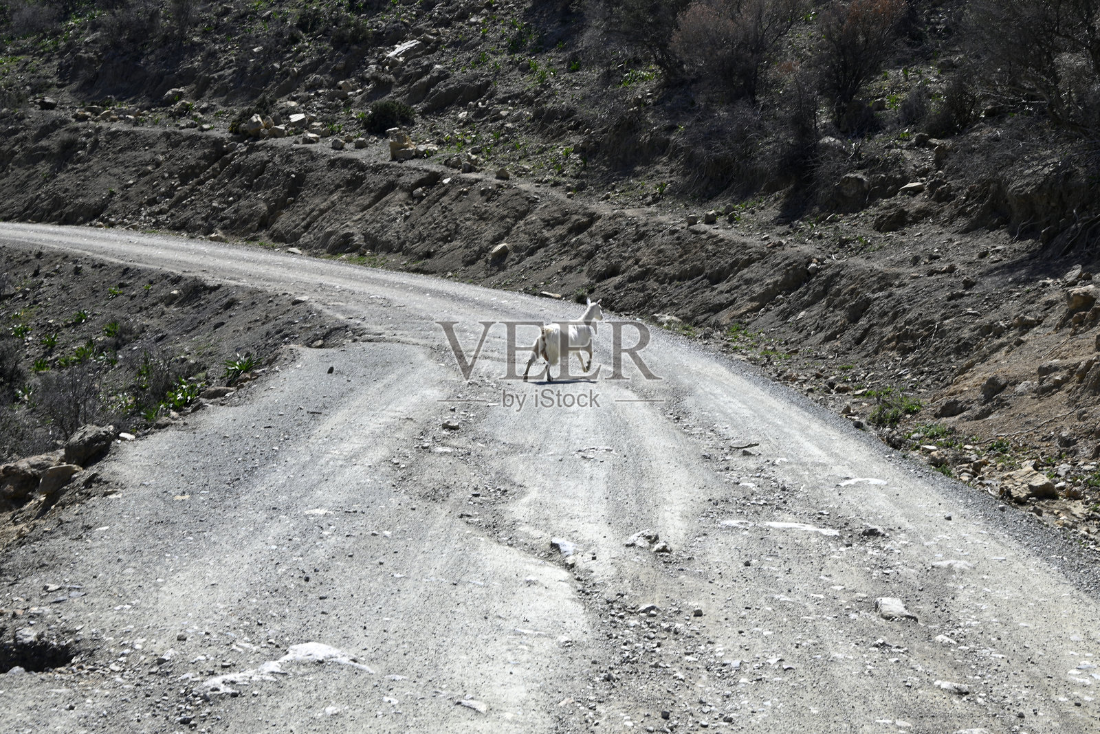 克里特山羊单独和成群照片摄影图片
