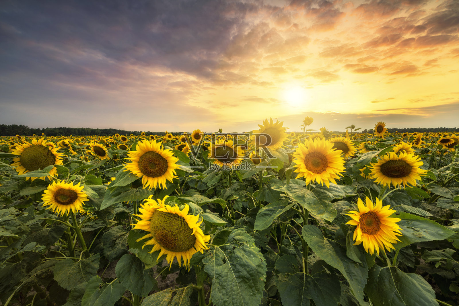 美丽的日落映照在向日葵田上照片摄影图片