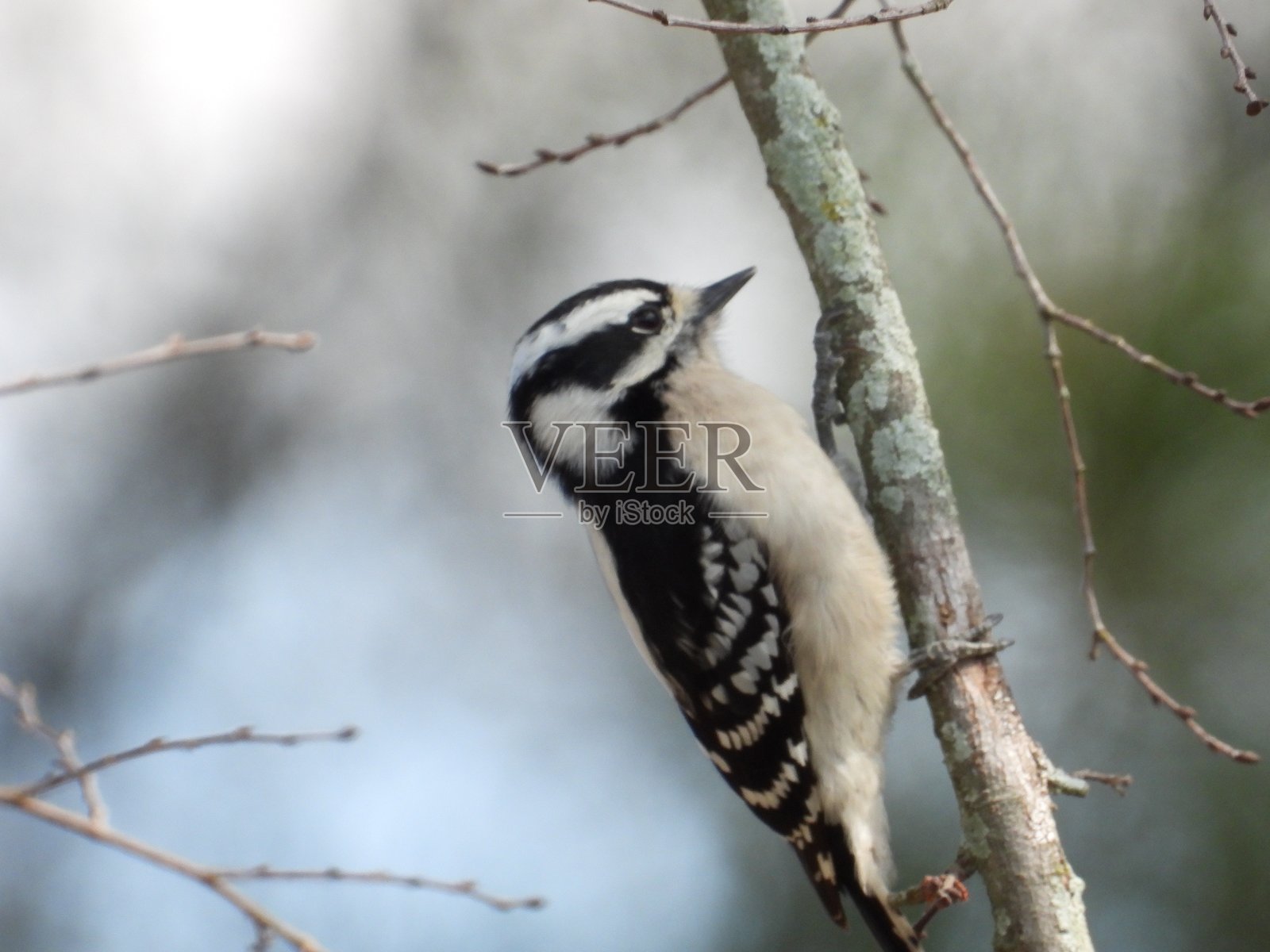 小斑啄木鸟照片摄影图片