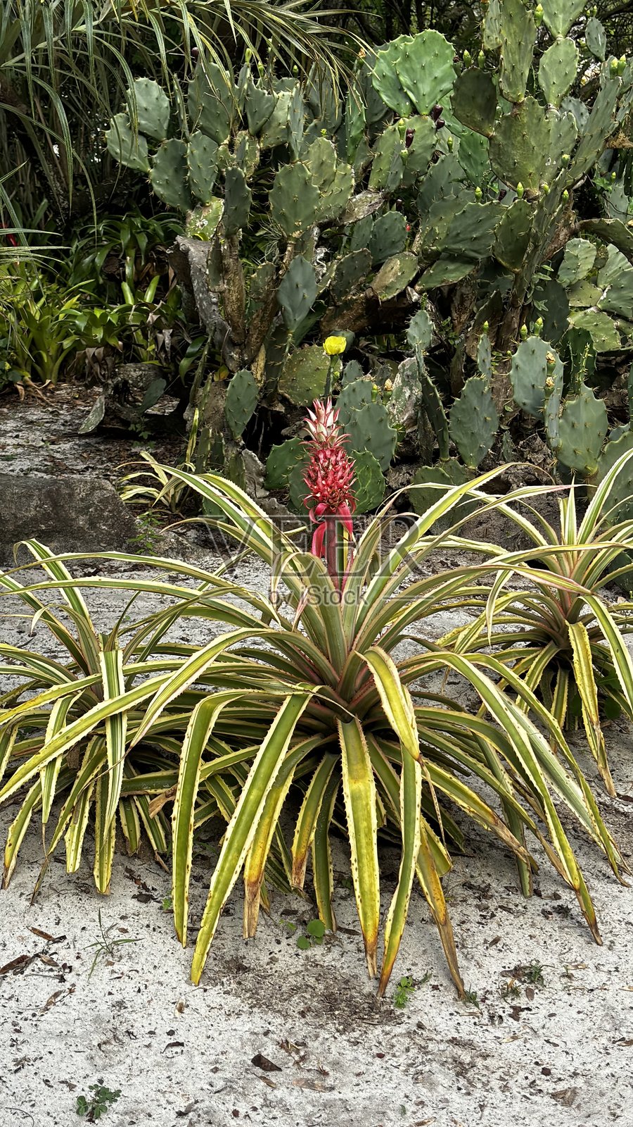 灌木和仙人掌照片摄影图片