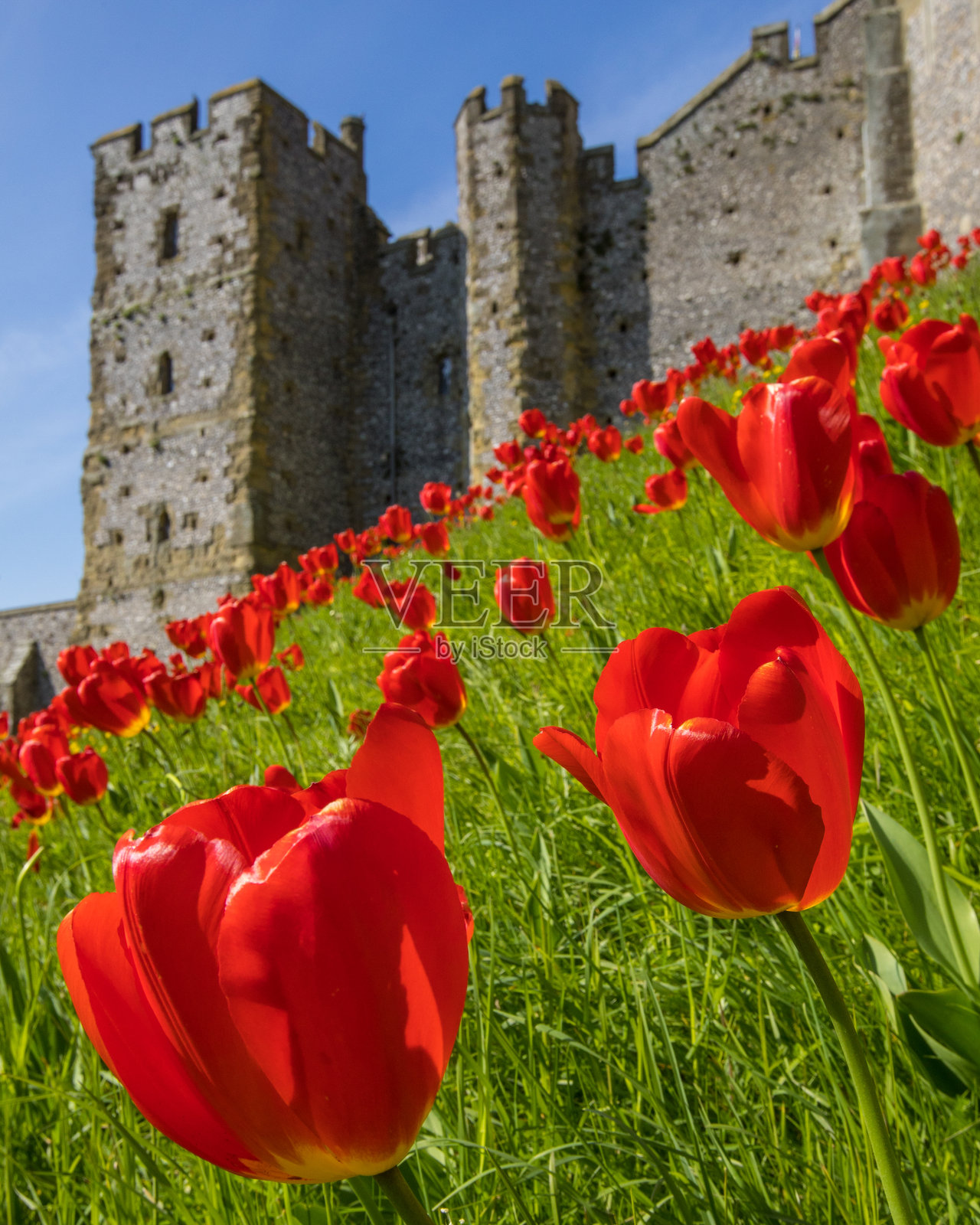 英国西萨塞克斯的阿伦德尔城堡里的郁金香照片摄影图片