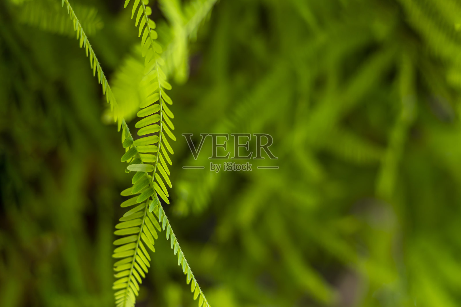 南美洲的豆科植物普罗索皮斯是一种坚韧、耐旱的树木。照片摄影图片