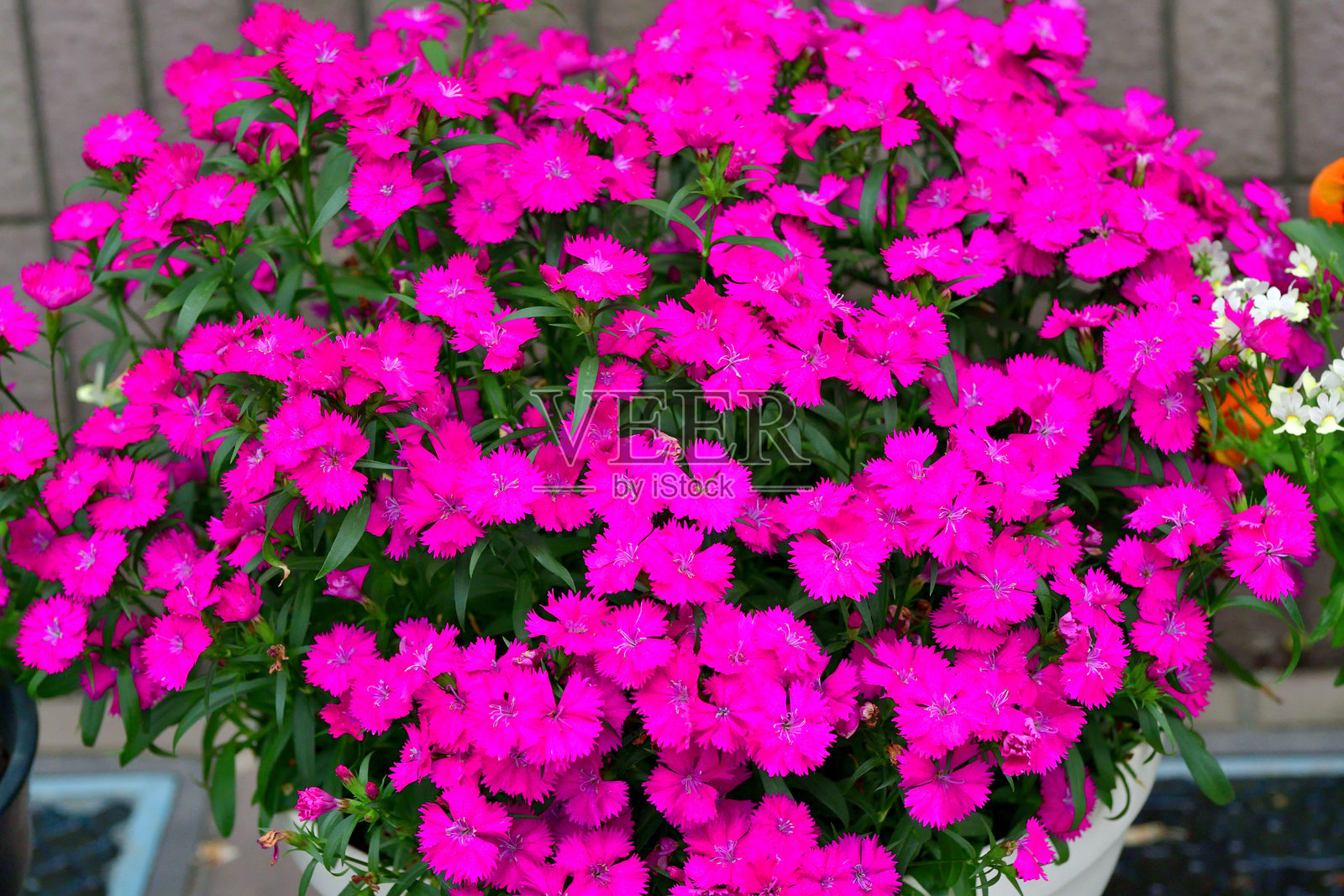 石竹花 / 边缘粉红色，红色和紫色：受欢迎的乡村花园花卉照片摄影图片