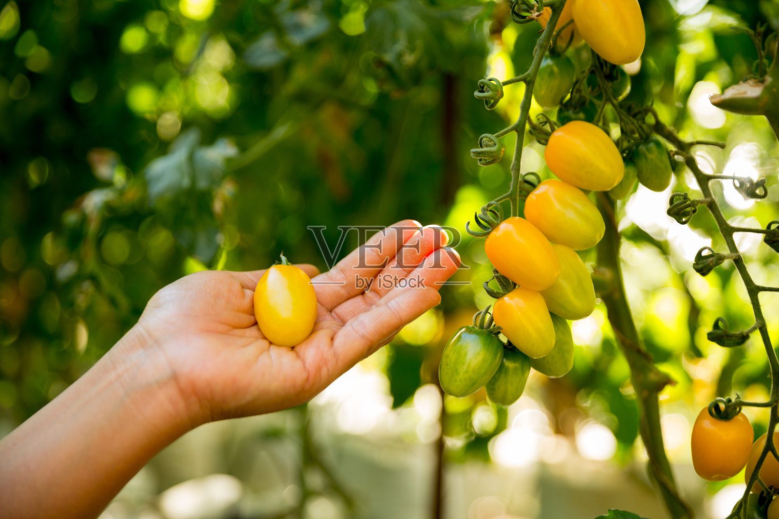 智能农业技术 水培沙拉蔬菜 商业农场技术 确保新鲜可持续的农产品 农民手工采摘 非转基因番茄 红色 黄色 绿色 农业促进支持生活照片摄影图片