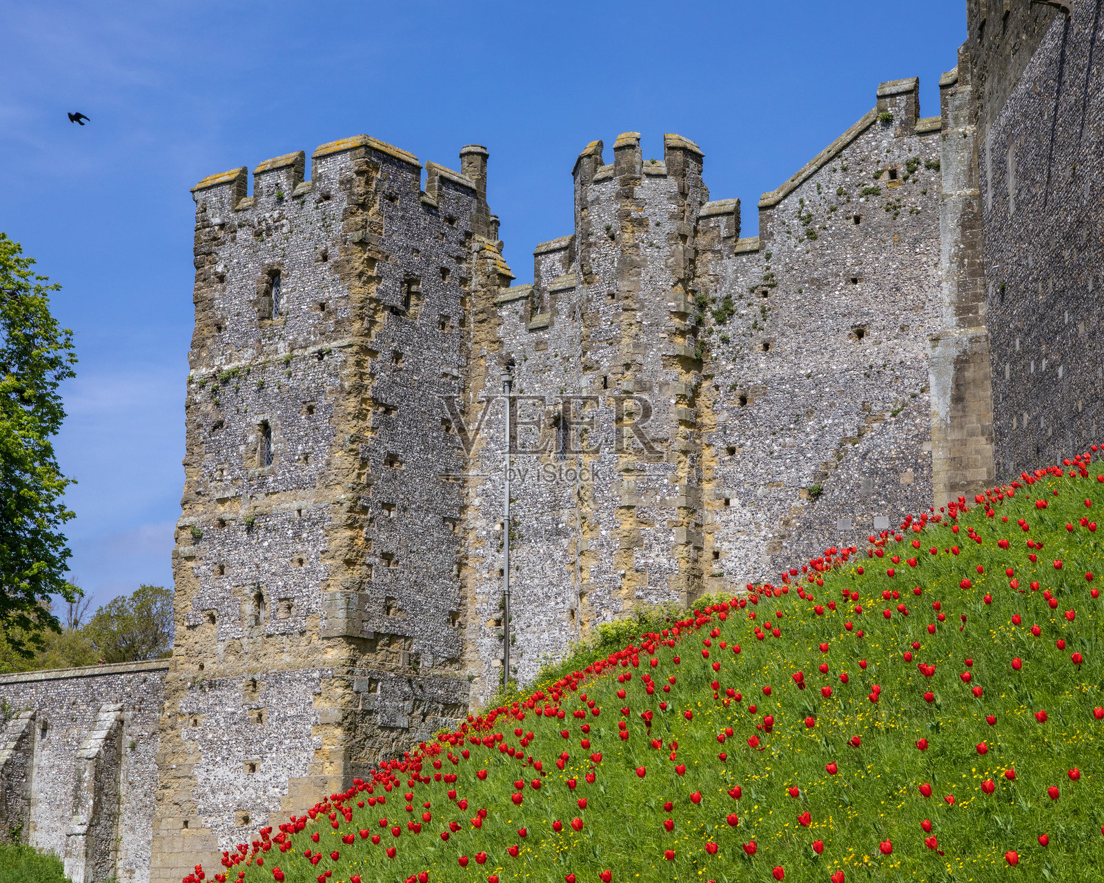 阿伦德尔城堡的郁金香，位于西萨塞克斯的阿伦德尔照片摄影图片