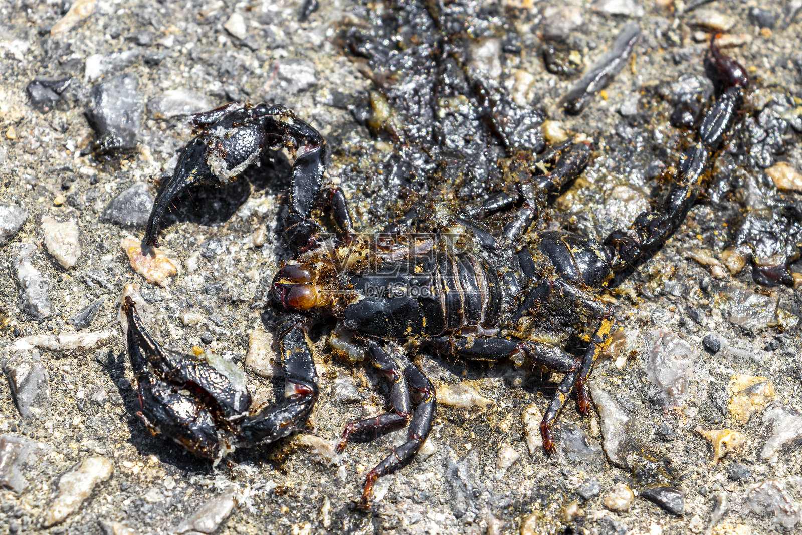 泰国街道上的扁平黑色死蝎子和蚂蚁。照片摄影图片