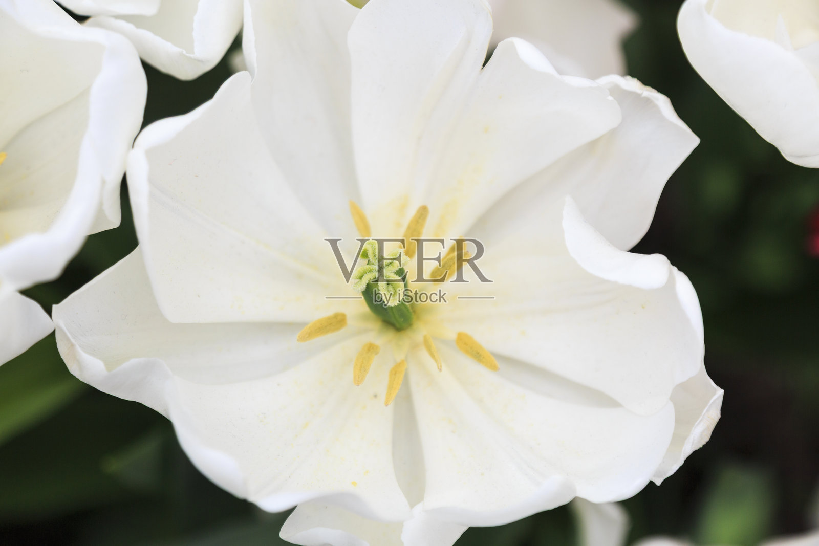 欧洲，荷兰，弗莱沃兰。荷兰郁金香在田野中盛开。照片摄影图片