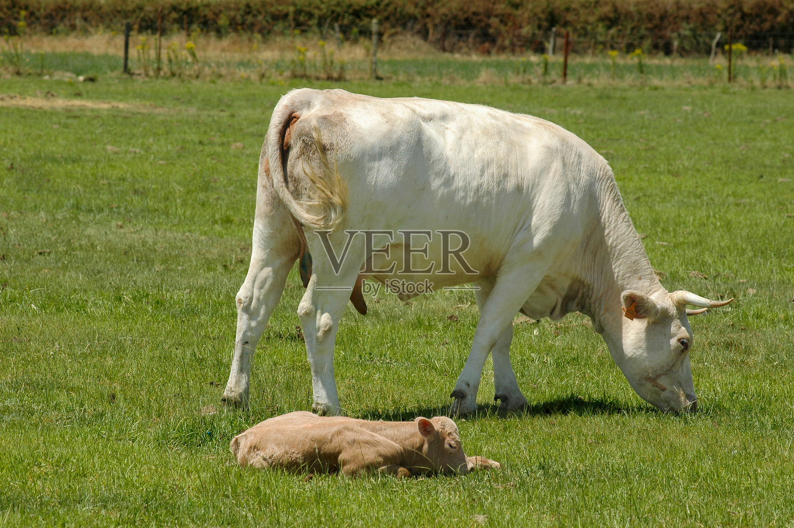 布兰卡·卡塞雷纳牛在草地上与小牛一起吃草照片摄影图片