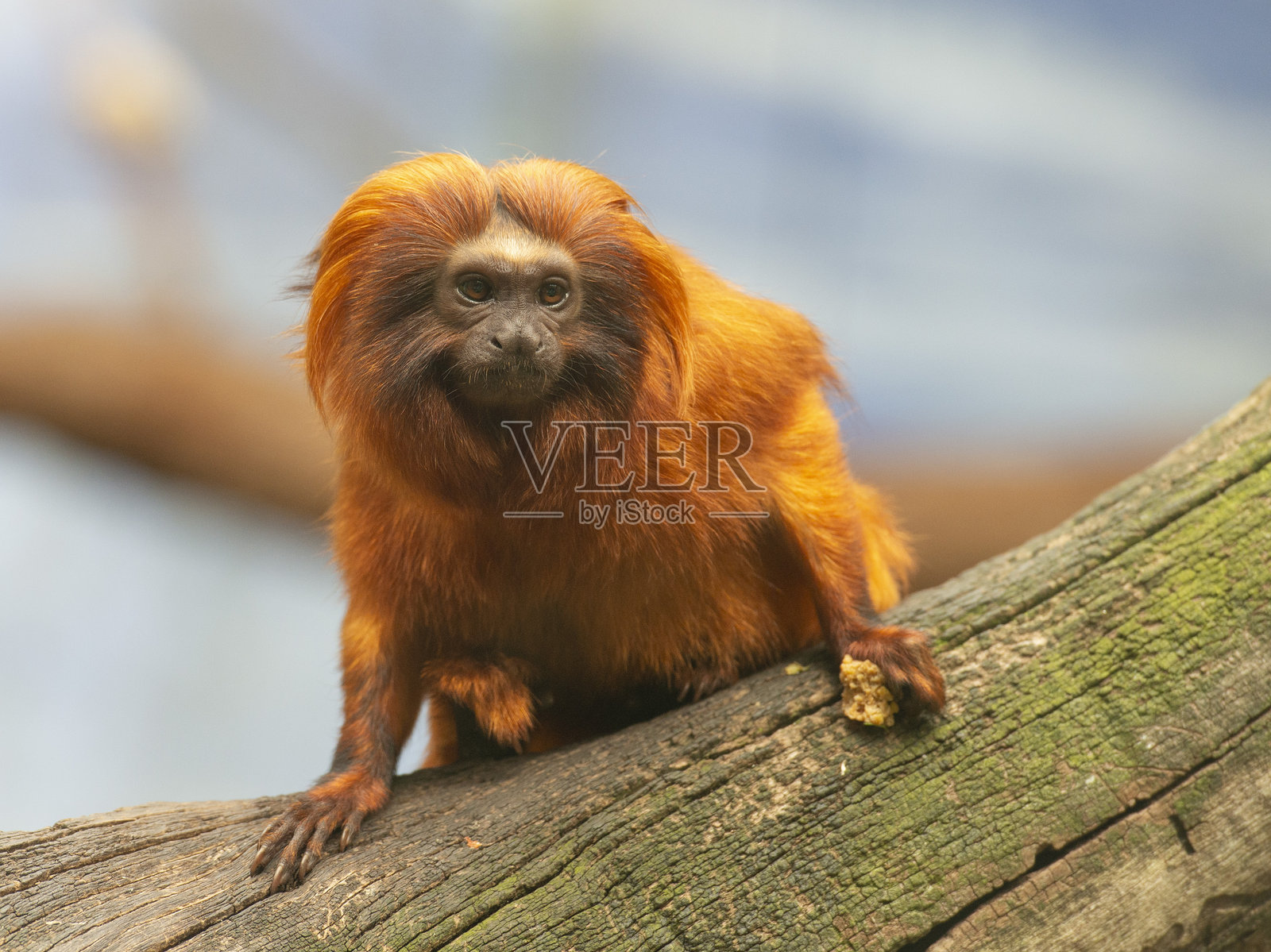 金狮面猿。照片摄影图片