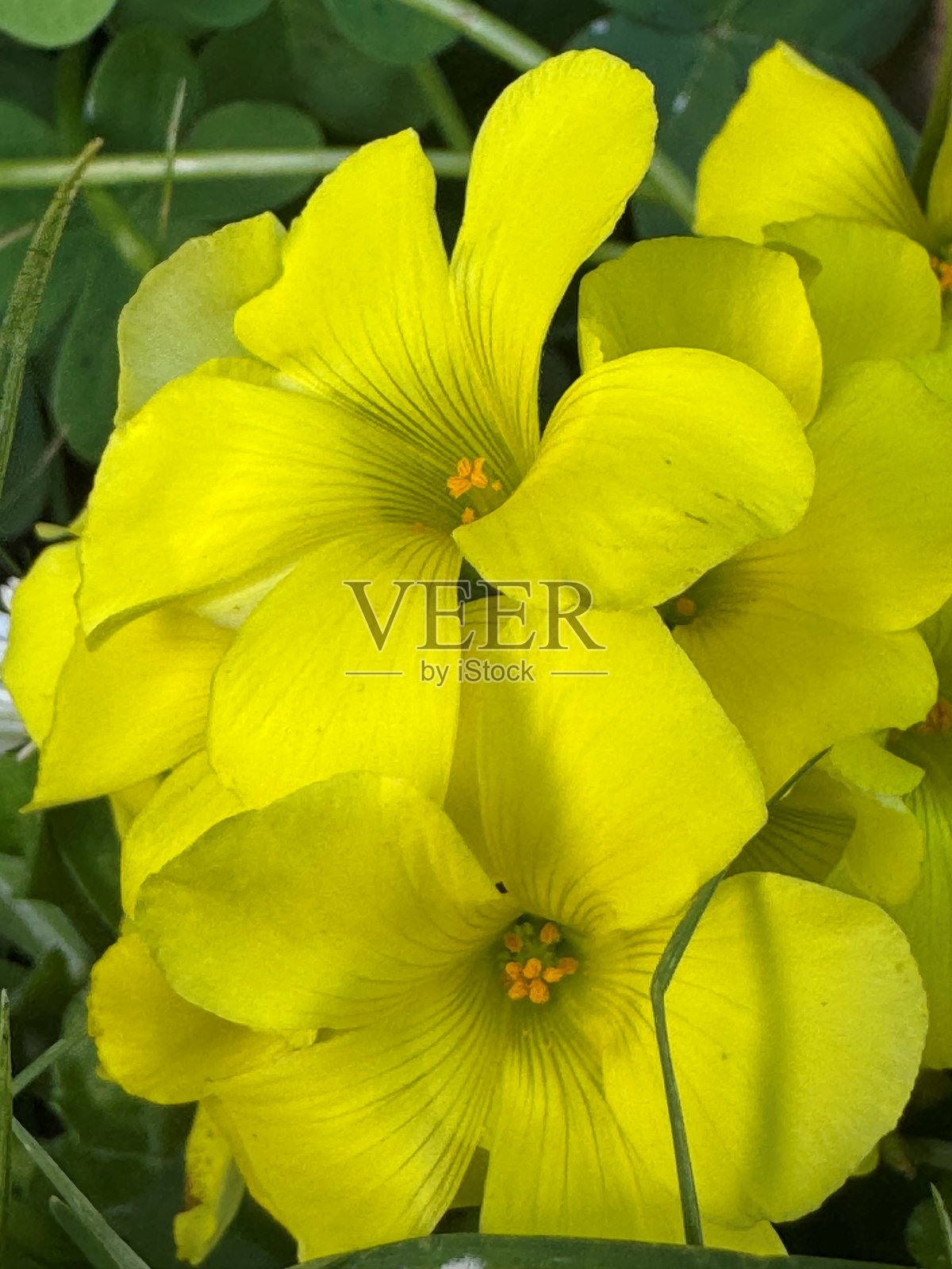 黄色花朵照片摄影图片