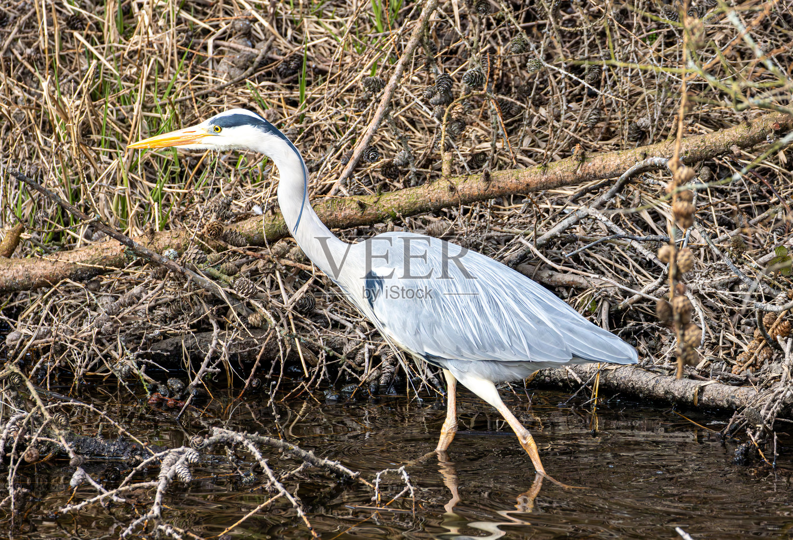 灰鹭照片摄影图片