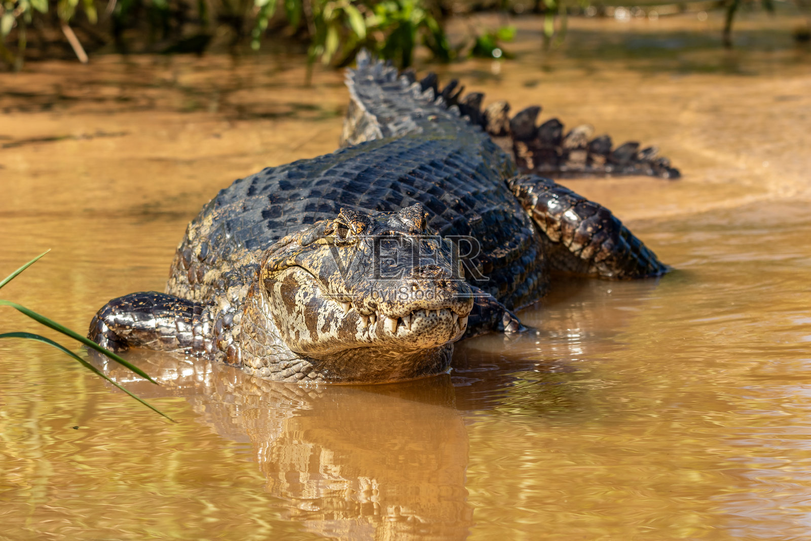 巴西潘塔纳尔地区库亚巴河浅滩上的凯门鳄特写照片摄影图片
