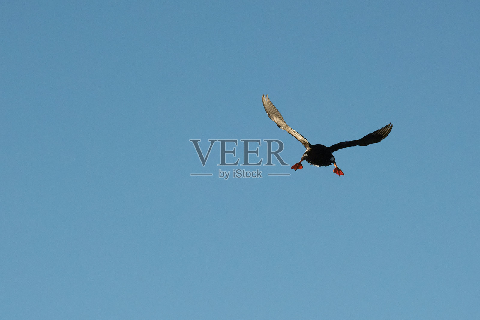 大西洋海雀在清澈蓝天中飞翔，地点：冰岛博尔加峡湾。照片摄影图片