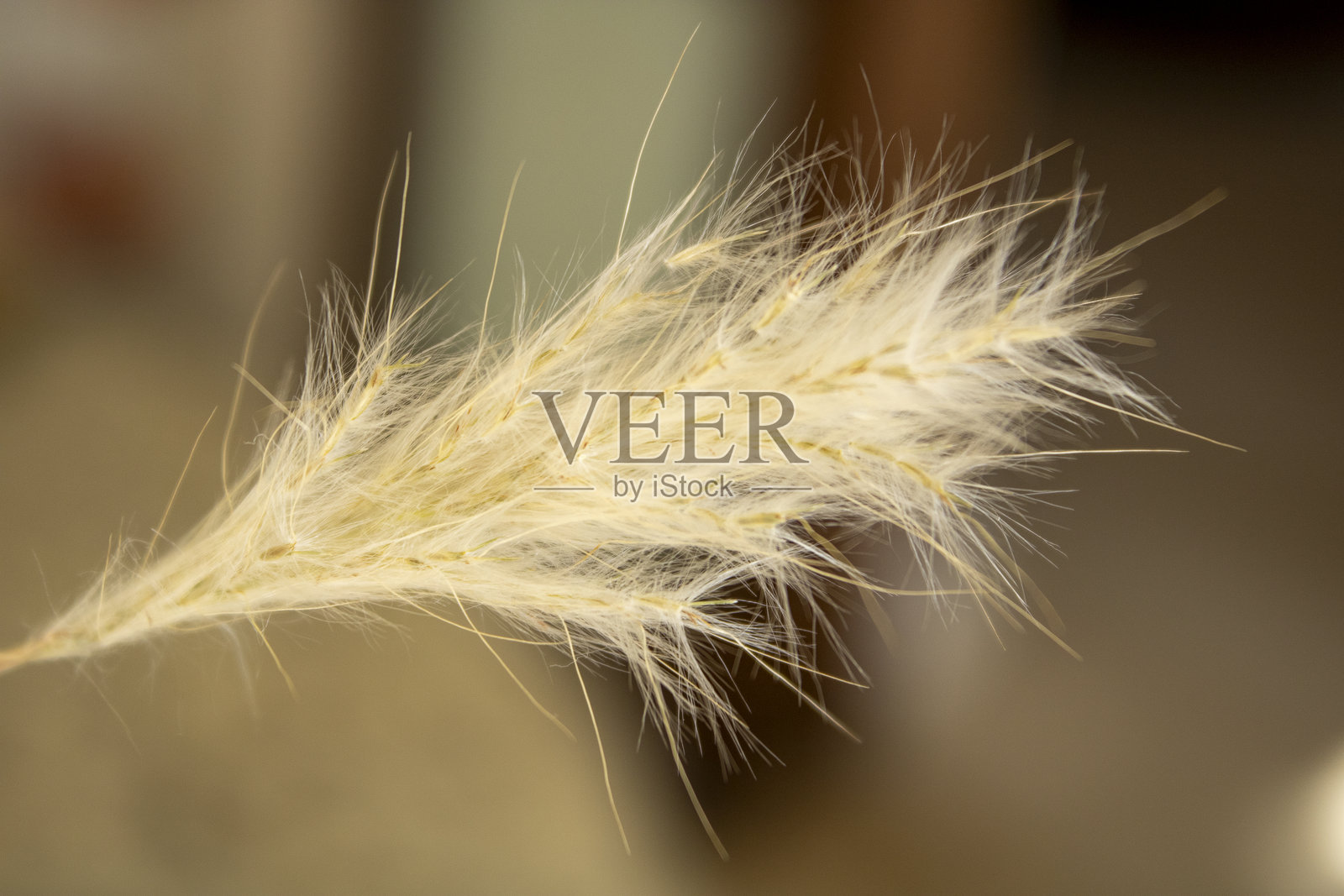 轻柔的低语照片摄影图片