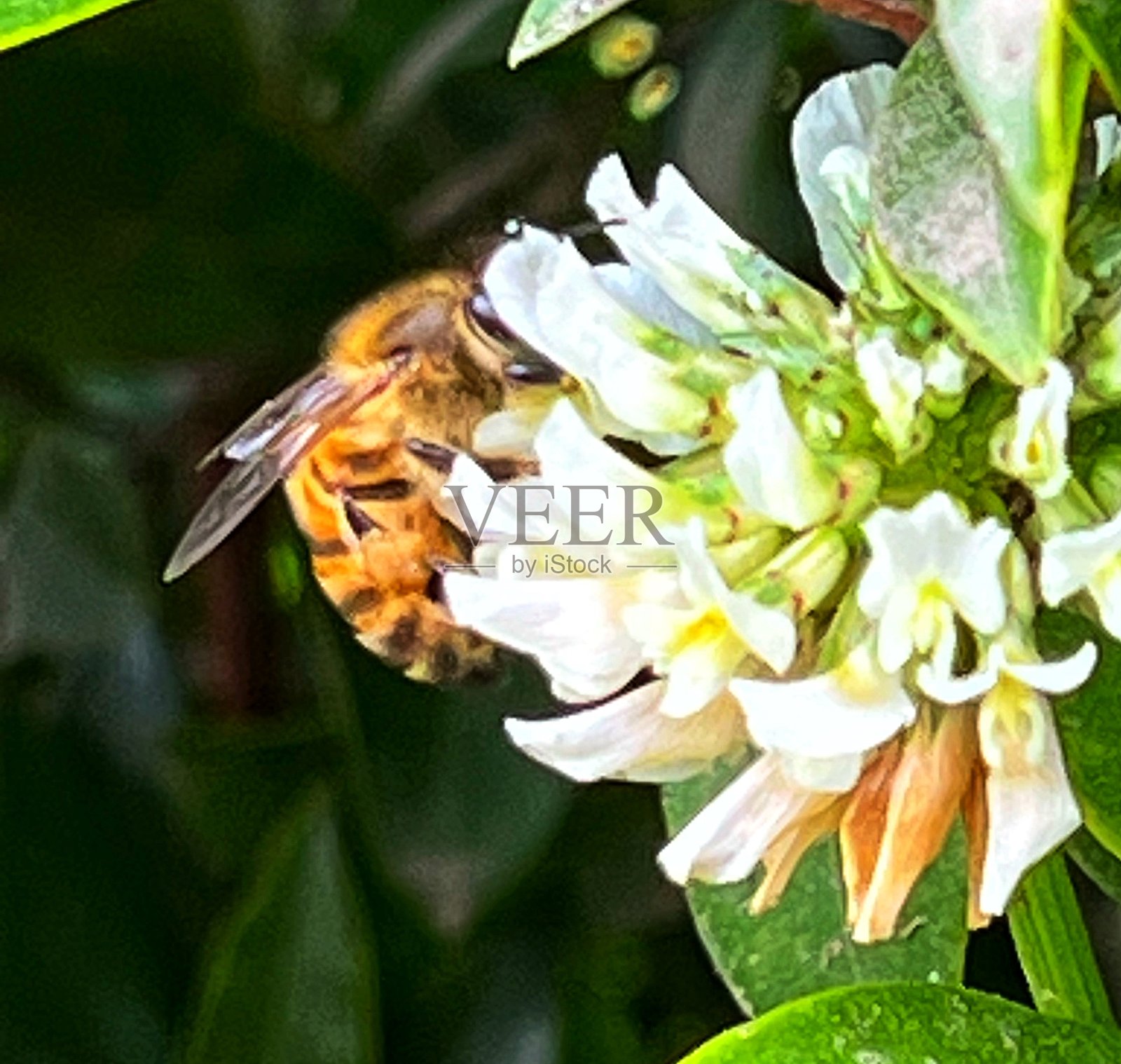 蜜蜂在花上照片摄影图片