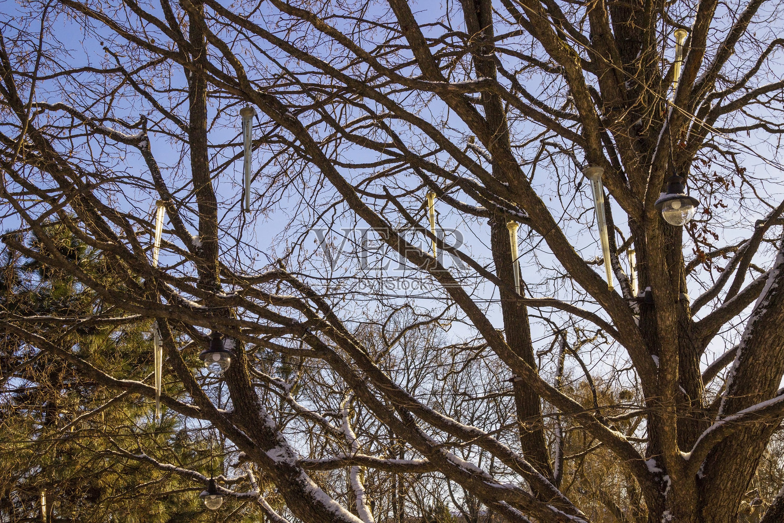 光秃的树枝在蓝天背景下。人造冰柱装饰悬挂在树枝上。树枝上覆盖着雪。照片摄影图片