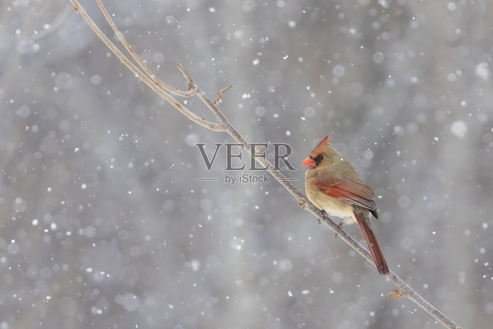 冬季风暴中的北方红雀照片摄影图片
