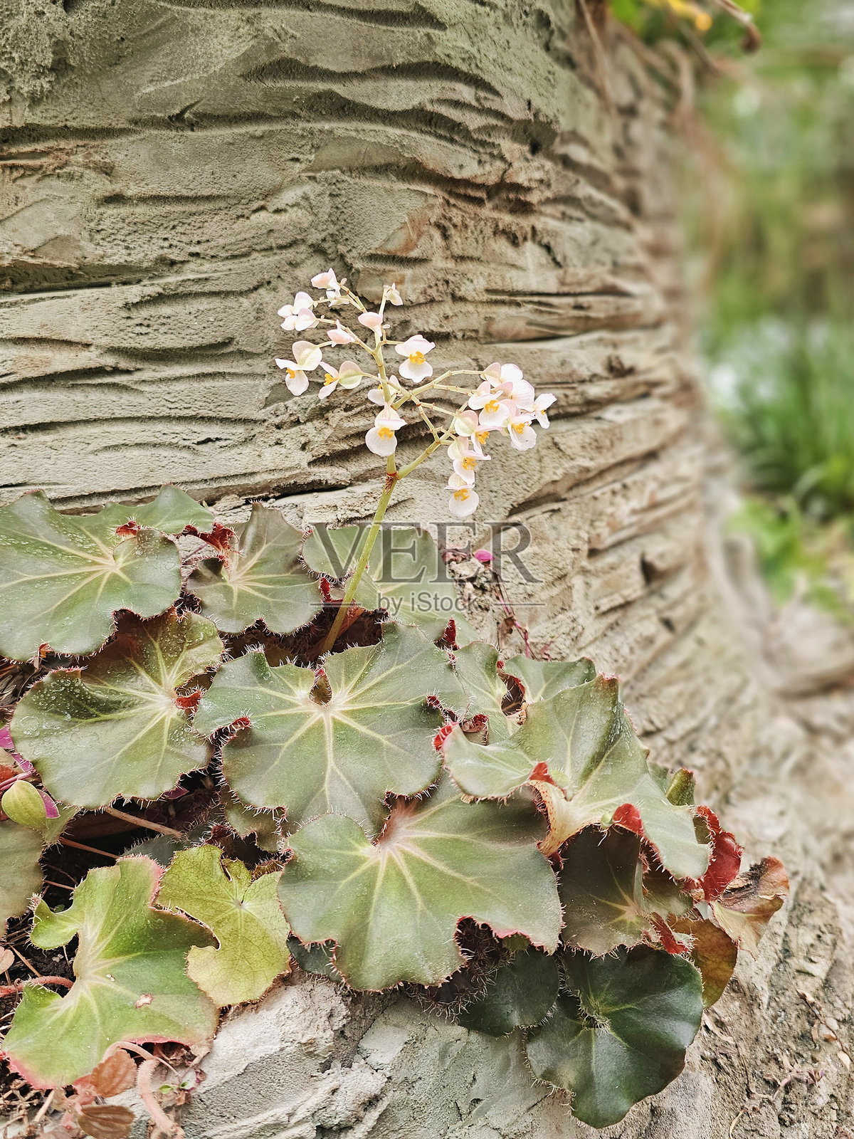 在树干上盛开的秋海棠植物。照片摄影图片