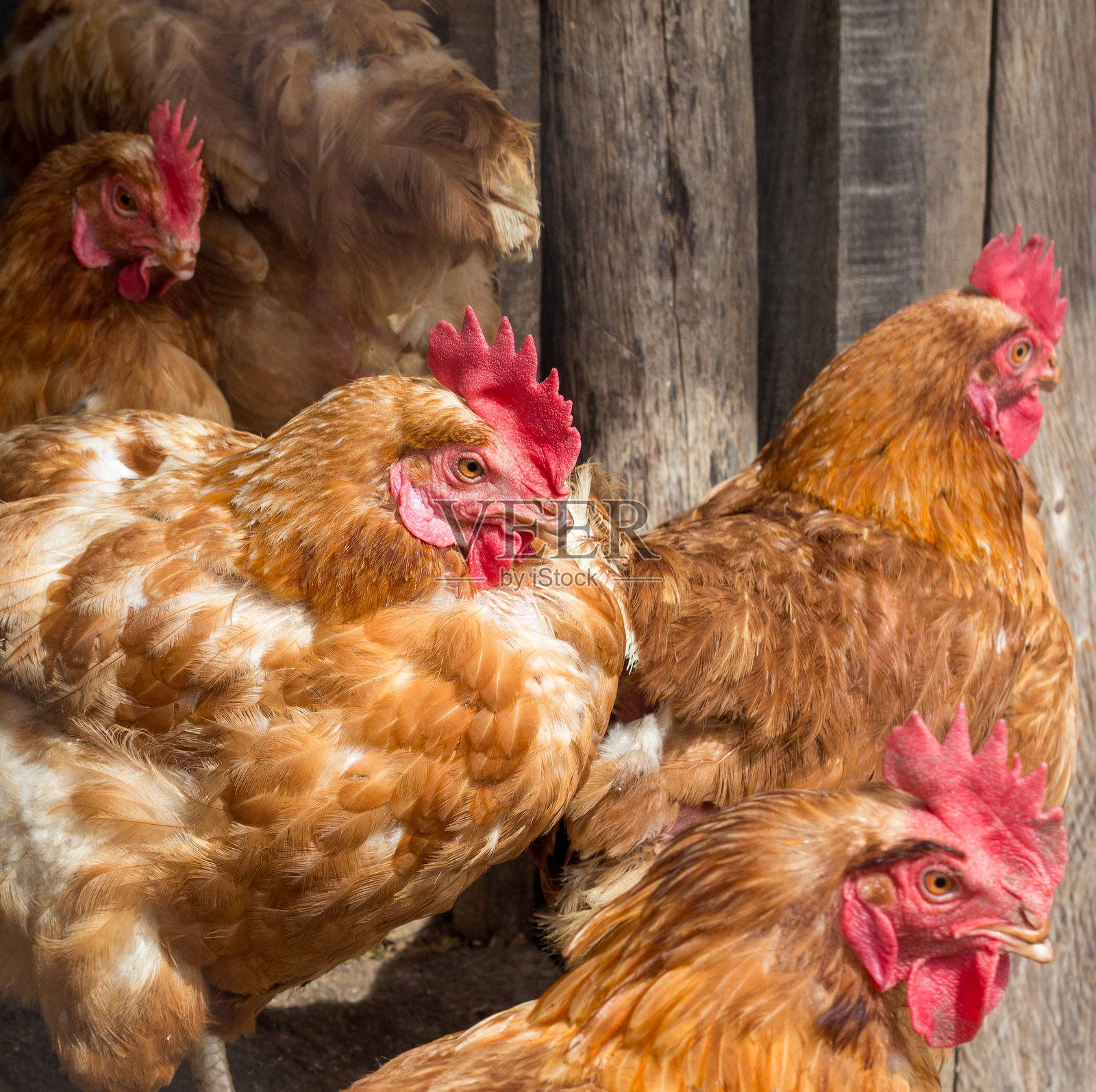 哥伦比亚昆丁马卡的乔孔塔农场里，一群母鸡的艺术美丽拍摄。照片摄影图片