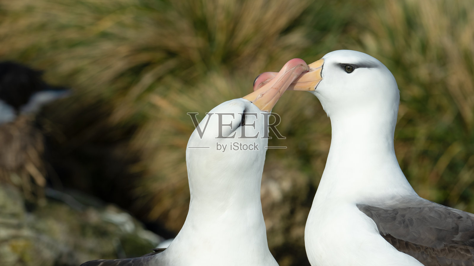 黑眉信天翁求偶展示，福克兰群岛照片摄影图片