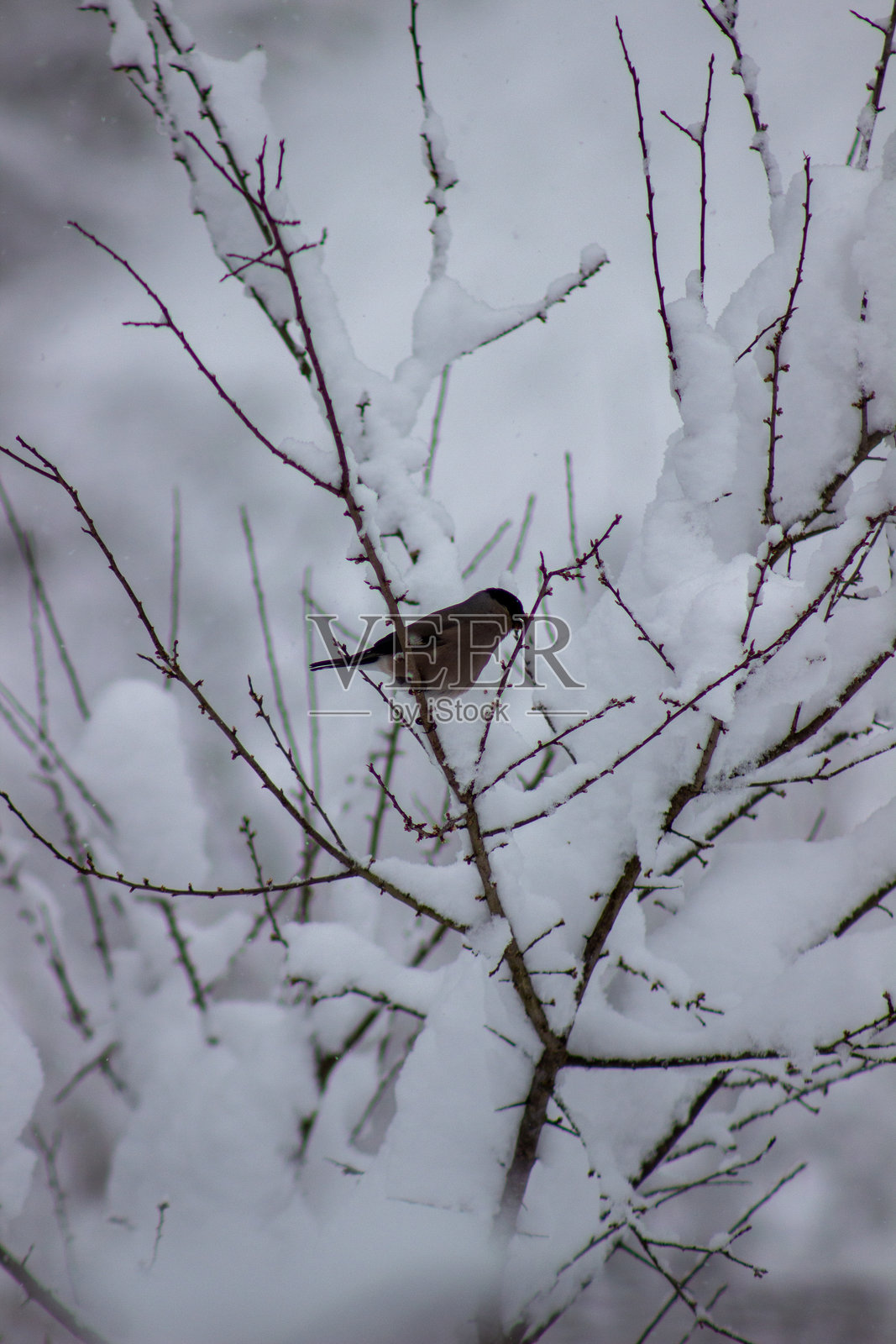 鸟栖息在覆盖着雪的树枝上，背景是冬季的白色景象照片摄影图片
