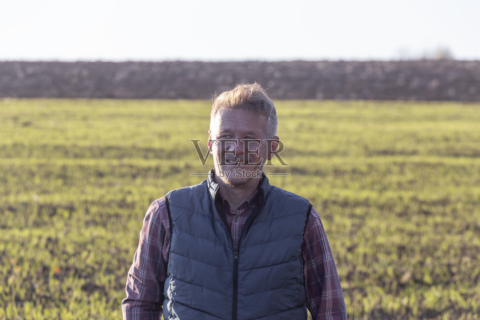 生长中的小麦农业田照片摄影图片