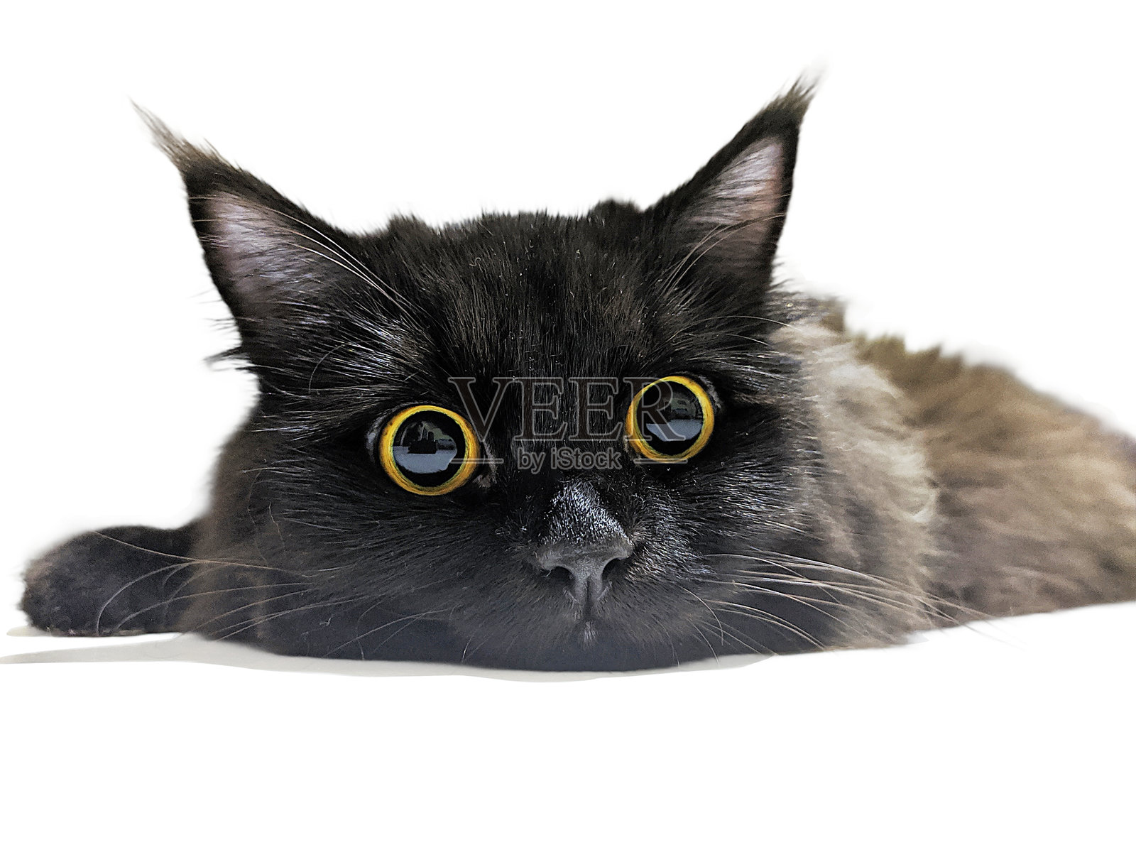 可爱的黑色波斯猫，眼睛大，背景为白色。照片摄影图片