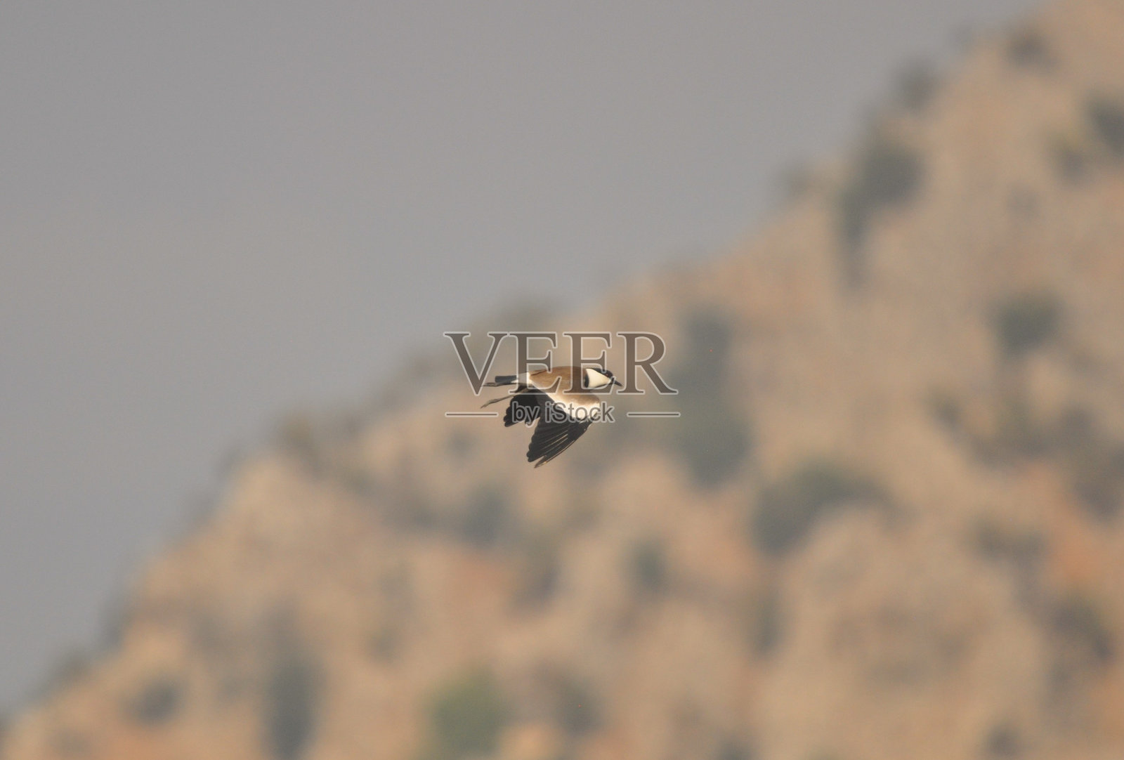 刺翅鸻照片摄影图片