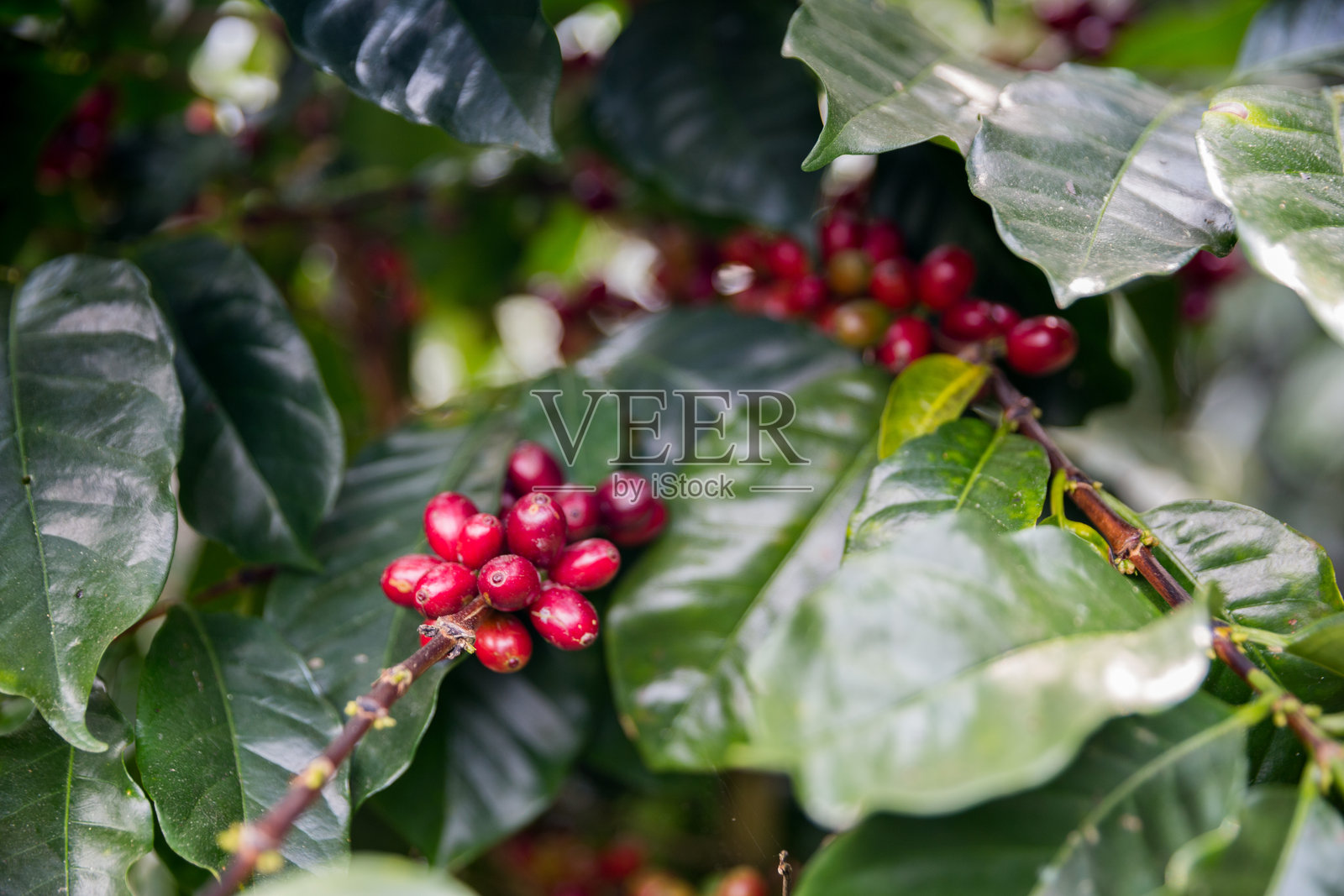 农民概念收获成熟的咖啡种子，罗布斯塔和阿拉比卡浆果特写，新鲜的绿叶，豆子采摘，橙色作物，红色和黄色浆果，生鲜植物，树木，智能农场，生长模糊背景，生态有机花园照片摄影图片