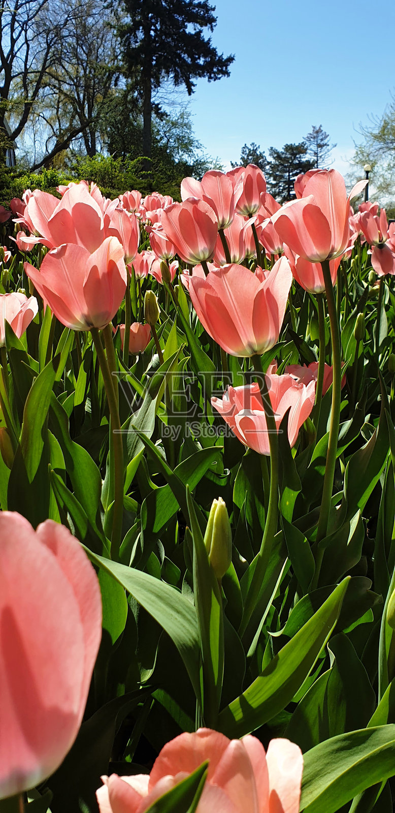 粉色郁金香，郁金香节，专员公园，渥太华，安大略省，加拿大照片摄影图片