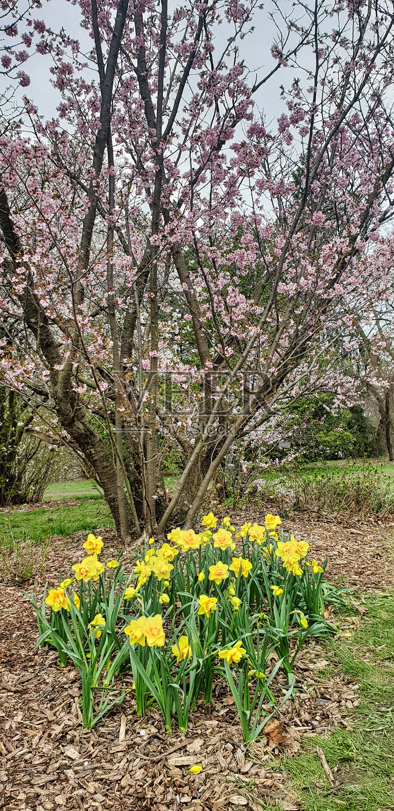 樱桃农场和水仙花，统治者植物园，渥太华，安大略省，加拿大照片摄影图片