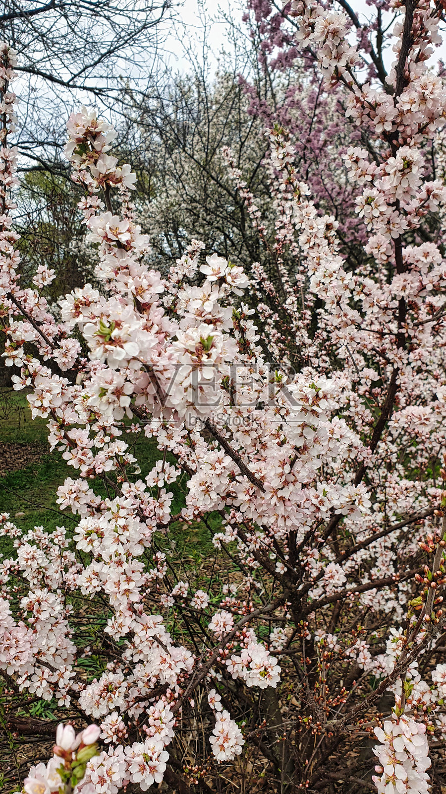 萨金特樱花，统治者植物园，渥太华，安大略省，加拿大照片摄影图片