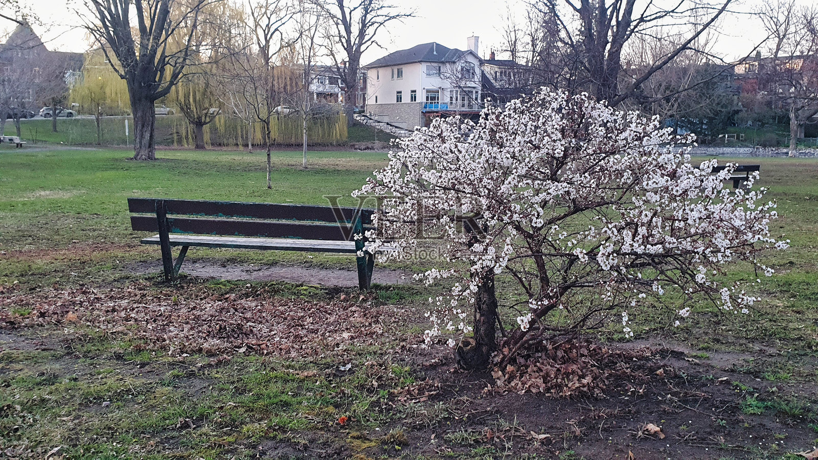 樱花，加尔布地区，渥太华，安大略省，加拿大照片摄影图片