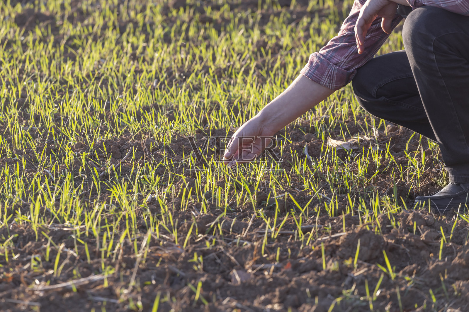 生长中的小麦农业田照片摄影图片