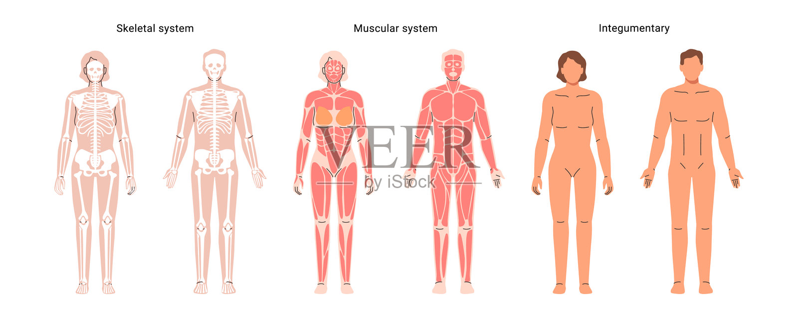 人体网络图，包括男性和女性的肌肉和骨骼系统。矢量内部器官和部位。教育解剖闪卡。男性和女性的全长教育图。插画图片素材