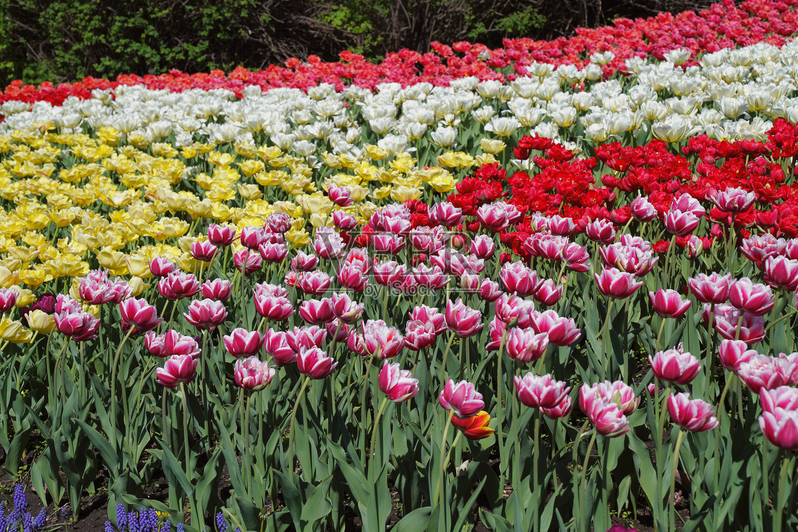 紫丁香和白色、红色和黄色的郁金香，郁金香节，专员公园，渥太华，安大略省，加拿大照片摄影图片