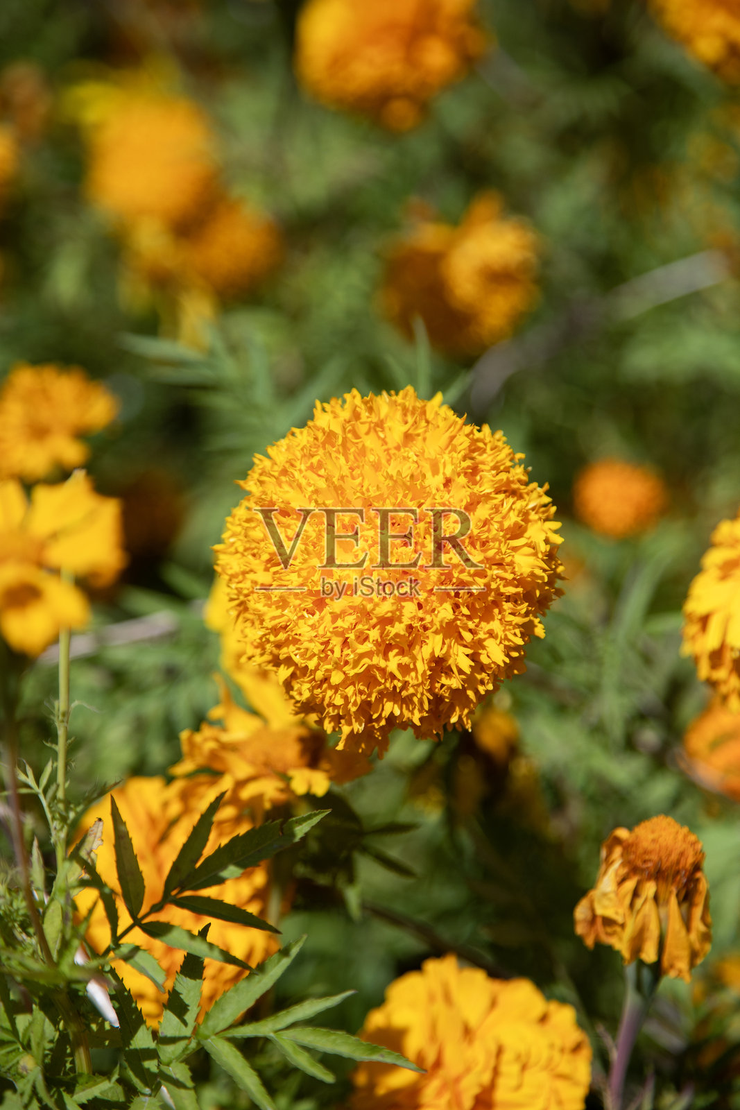 在亡灵节期间，阿特利斯科的万寿菊花。照片摄影图片