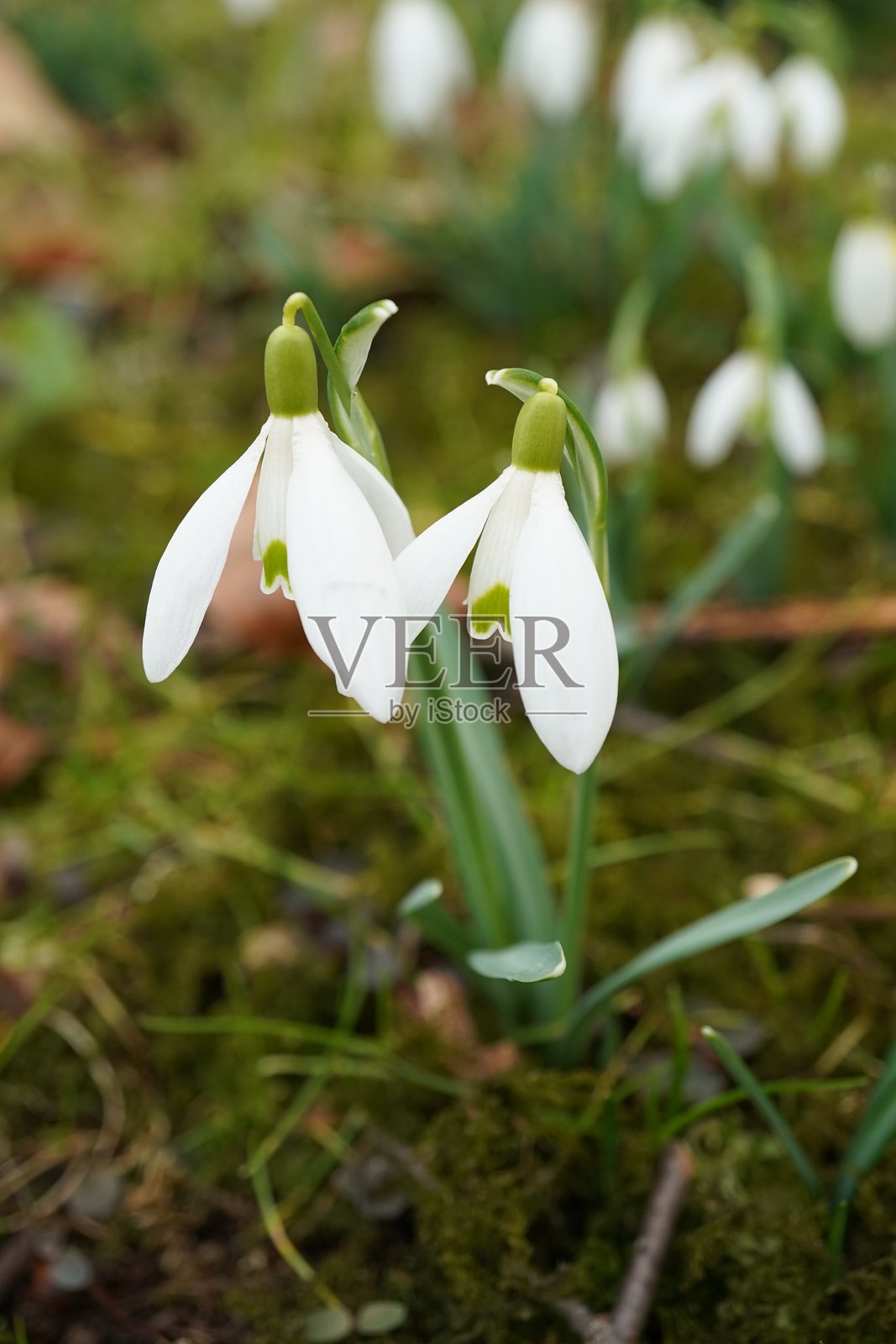 春天的雪花莲。第一批森林花朵。雪花莲的空地。白色春季雪花莲。照片摄影图片