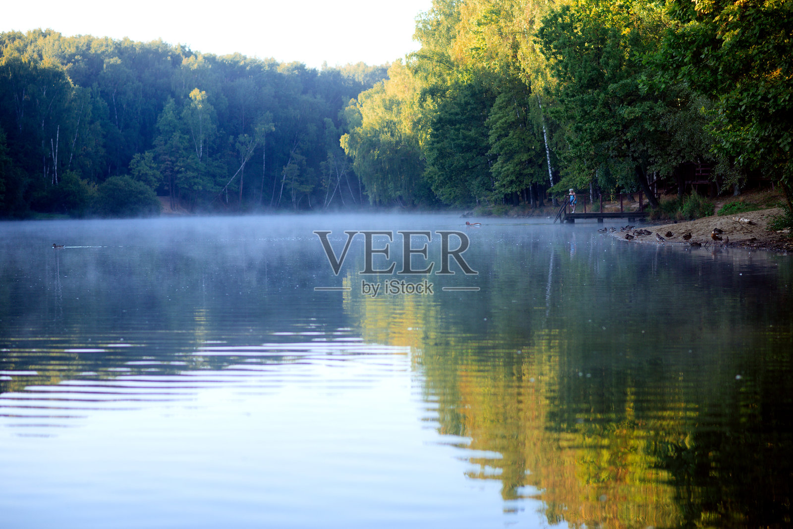 湖面上的鸭子，水面上升起美丽的蒸汽，阳光明媚的雾霭早晨照片摄影图片