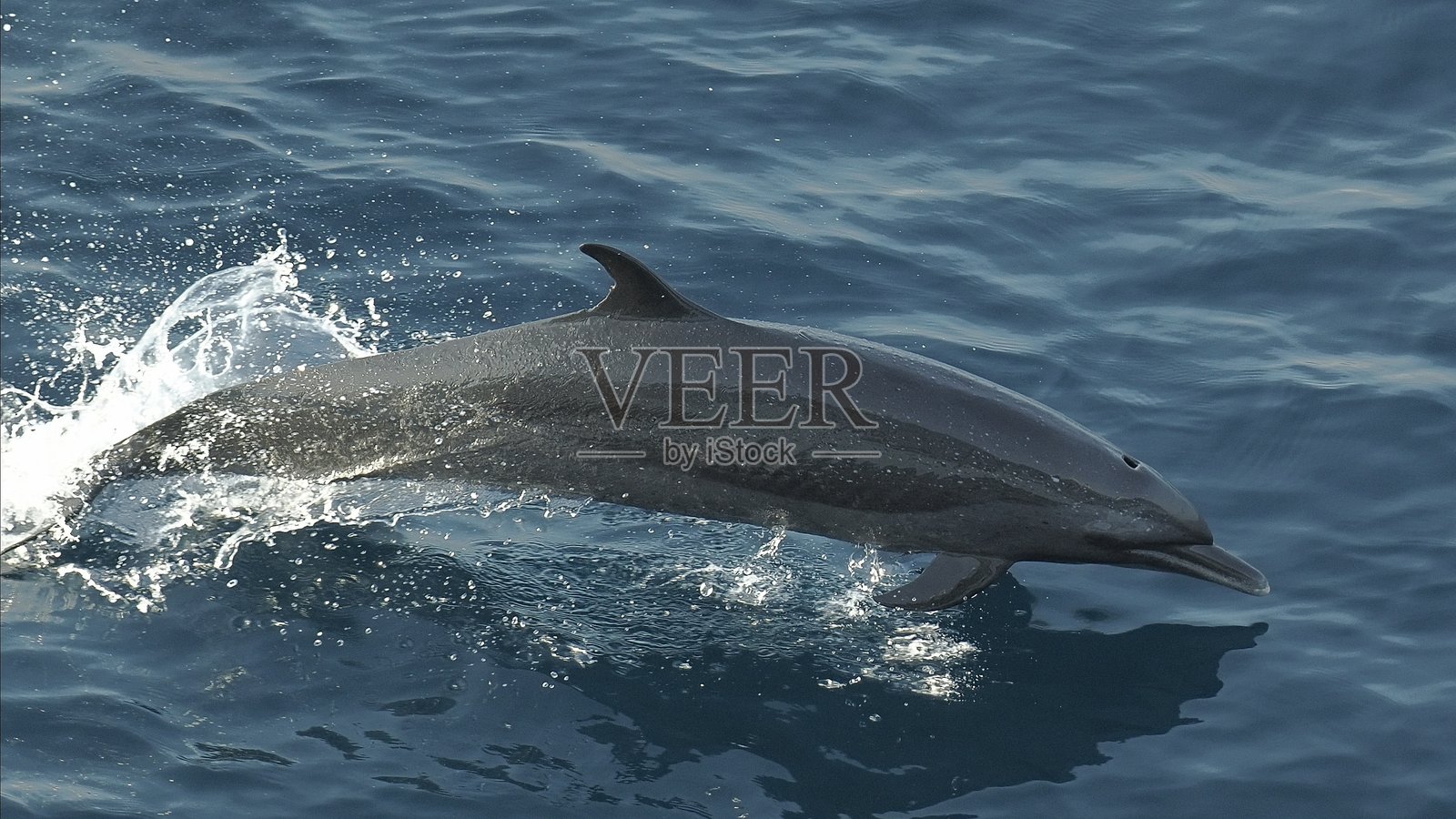 一只泛热带斑点海豚跃出海面照片摄影图片