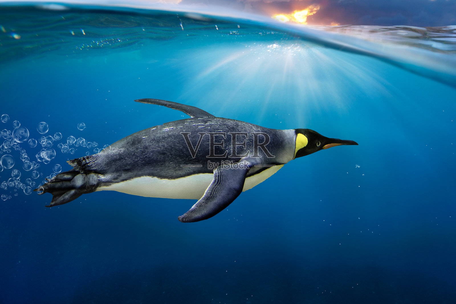 令人惊叹的顽皮国王企鹅（Aptenodytes patagonicus）在海洋中游泳，伴随着气泡照片摄影图片