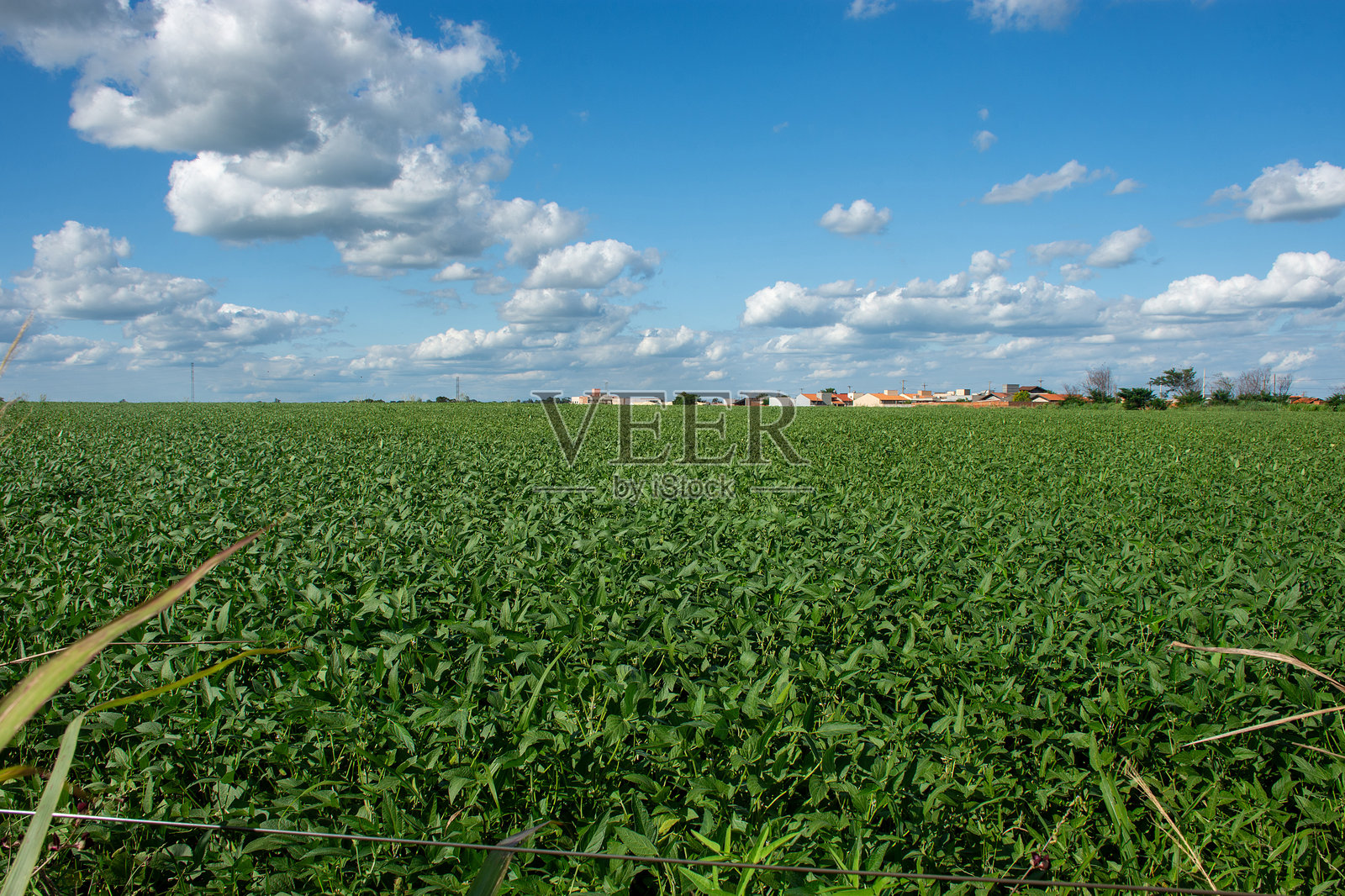 巴西杜拉多斯市的农场大豆种植园照片摄影图片