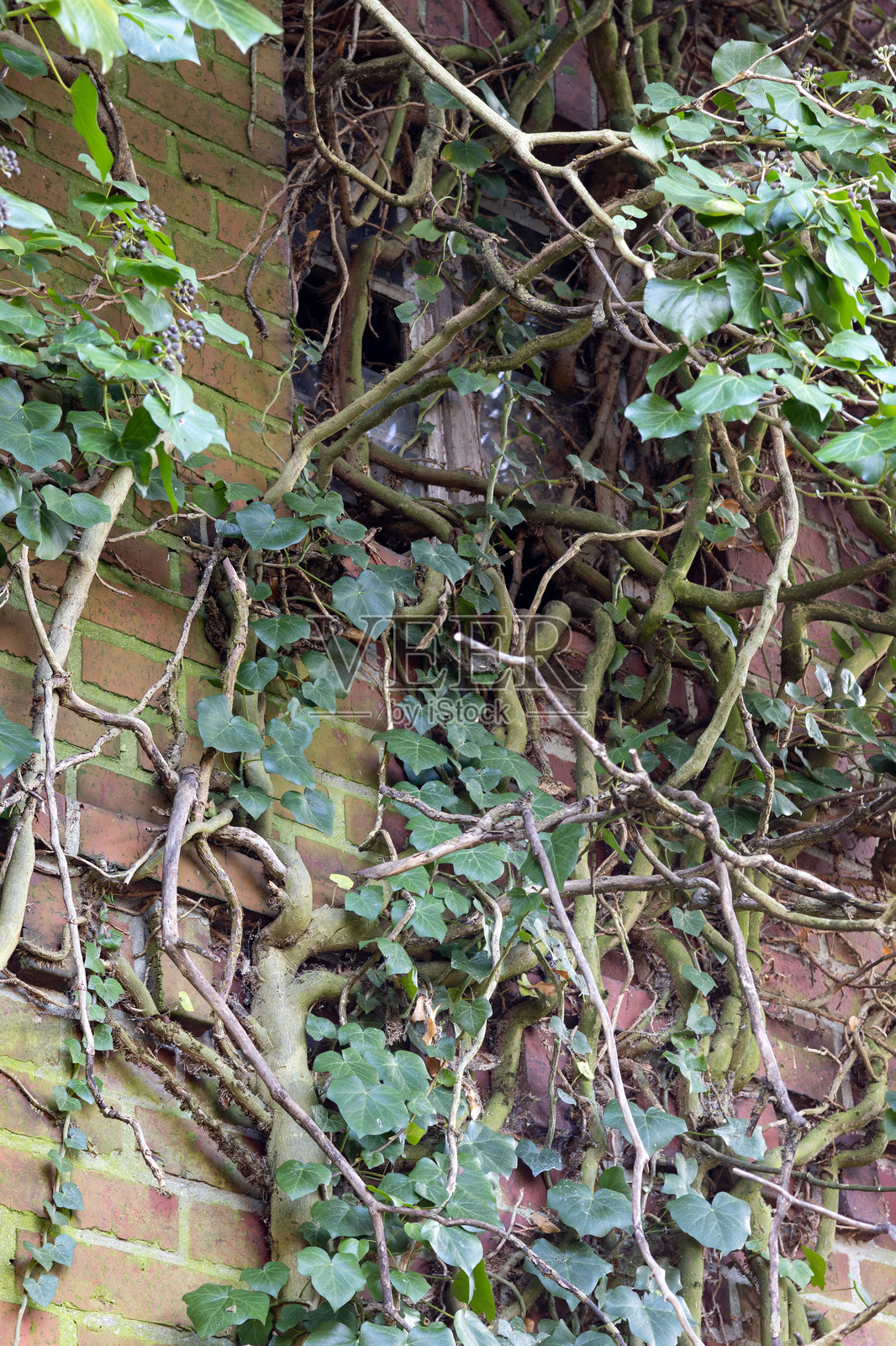 常春藤损伤照片摄影图片